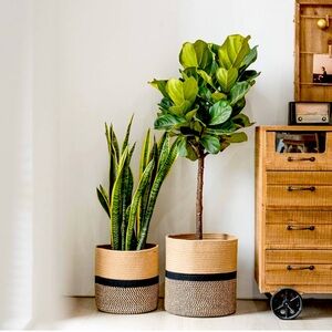 Amazon Decorative Baskets